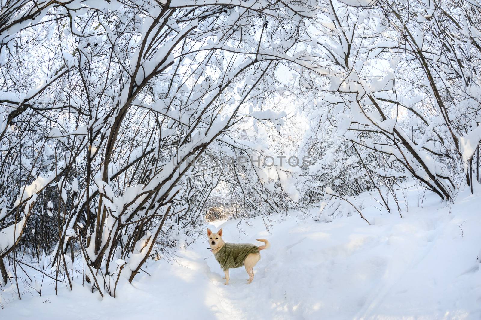 Snow on the trees and bushes in winter forest