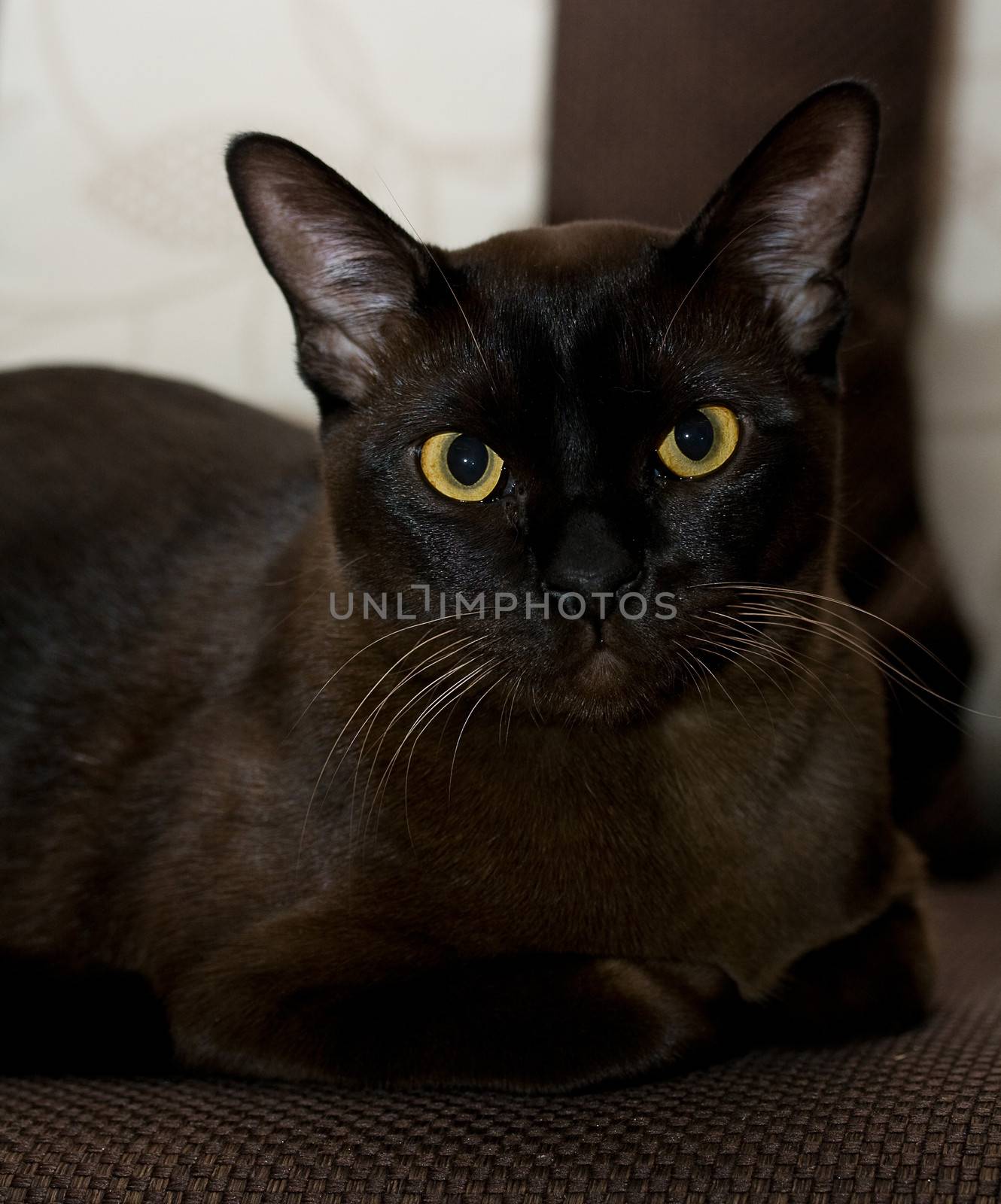 Portrait burmese cat lying and posing looking into the lens
