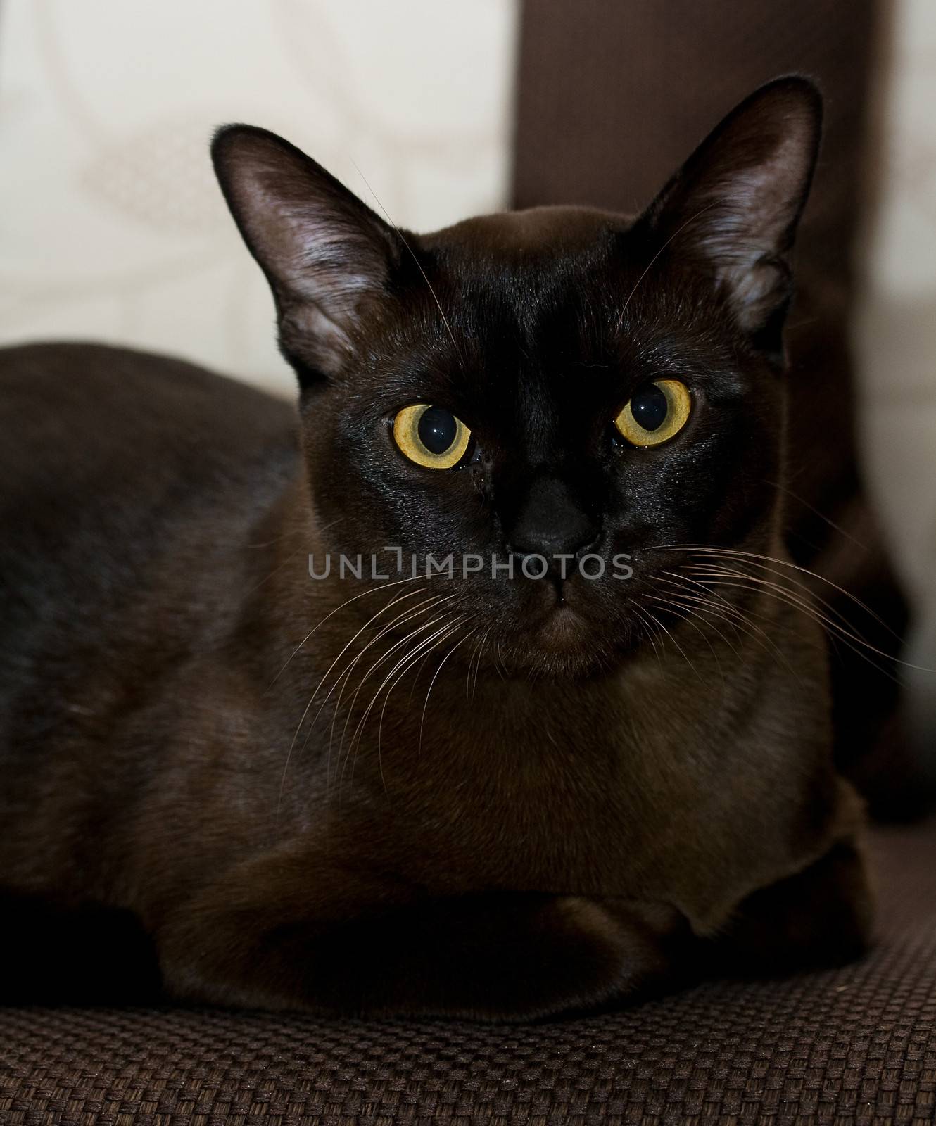 	Burmese cat by Irina1977