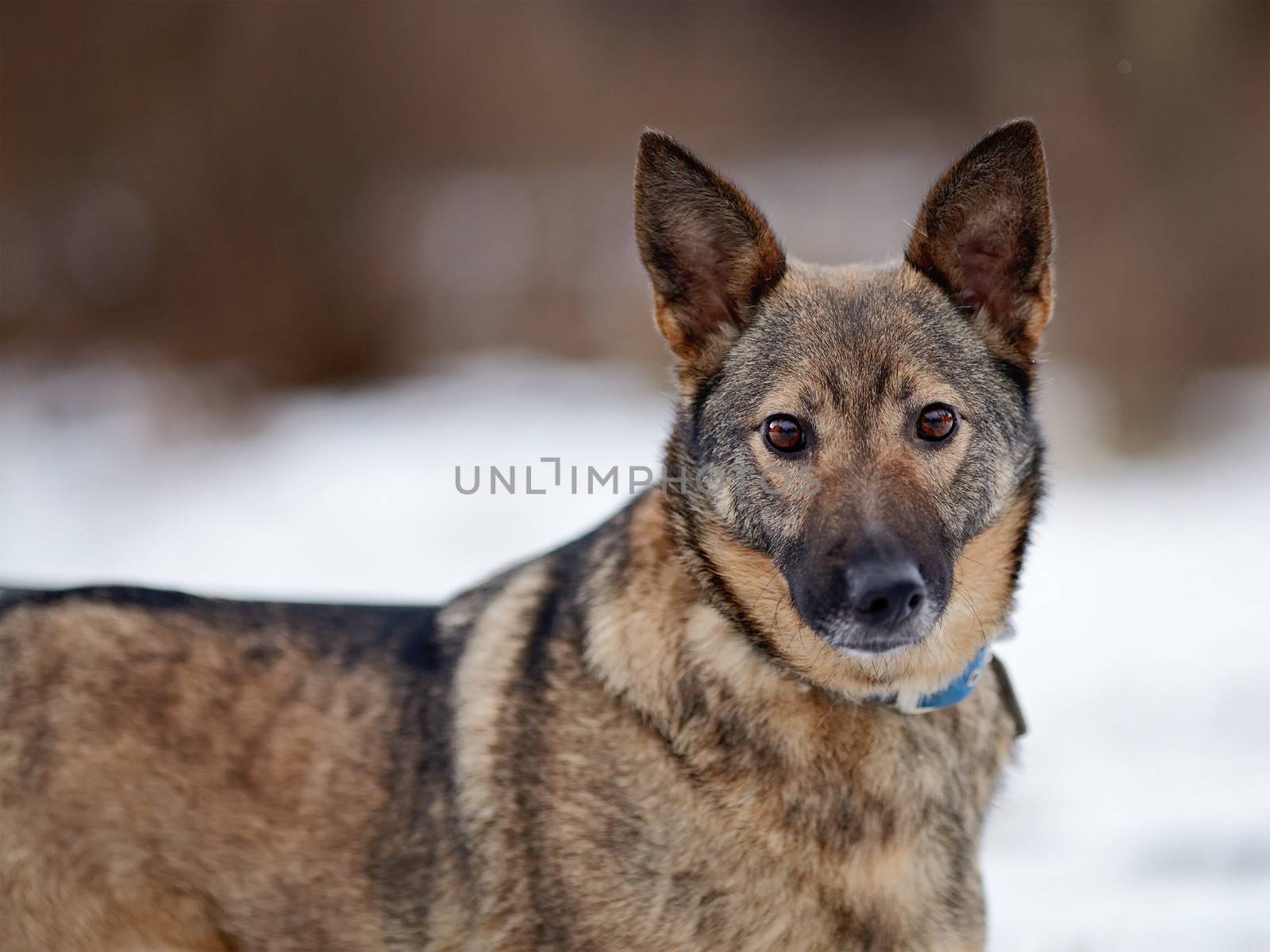 Portrait of a shaggy mongrel. Dog on snow.  Not purebred dog. Doggie on walk. The large not purebred mongrel.