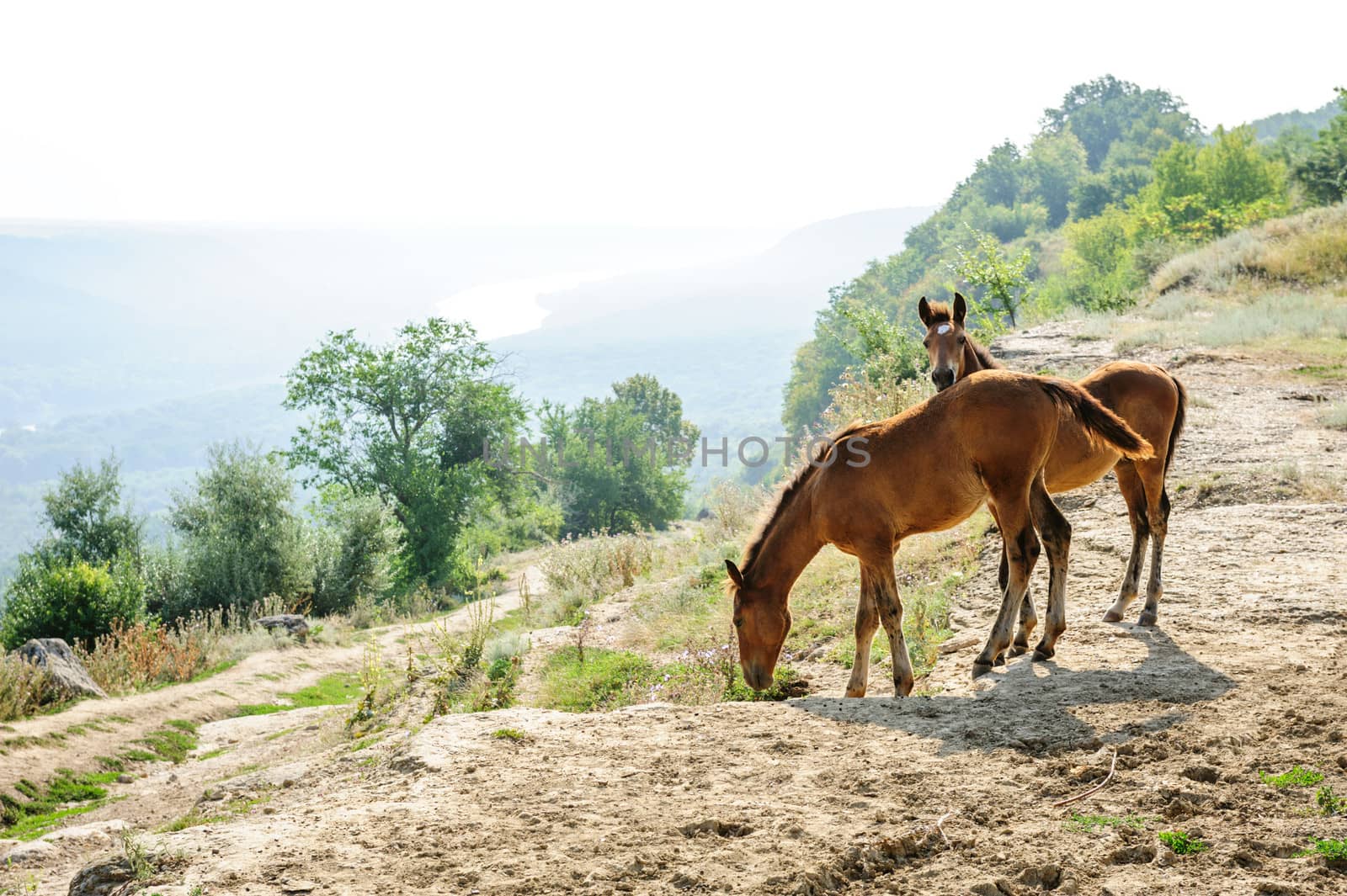 Two foals at rural landscape near Alcedar village at river Dniester, Moldova