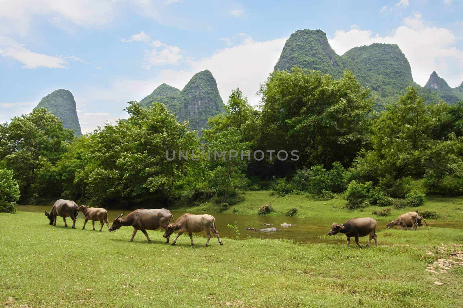 Herd pasture in beautiful landscape of china by juhku