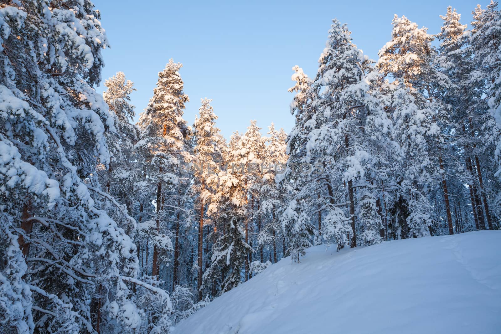 Snowy winter forest by juhku
