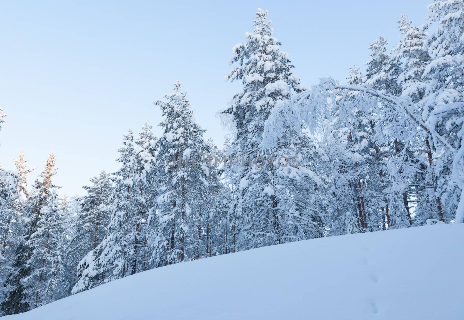 Snowy winter forest by juhku