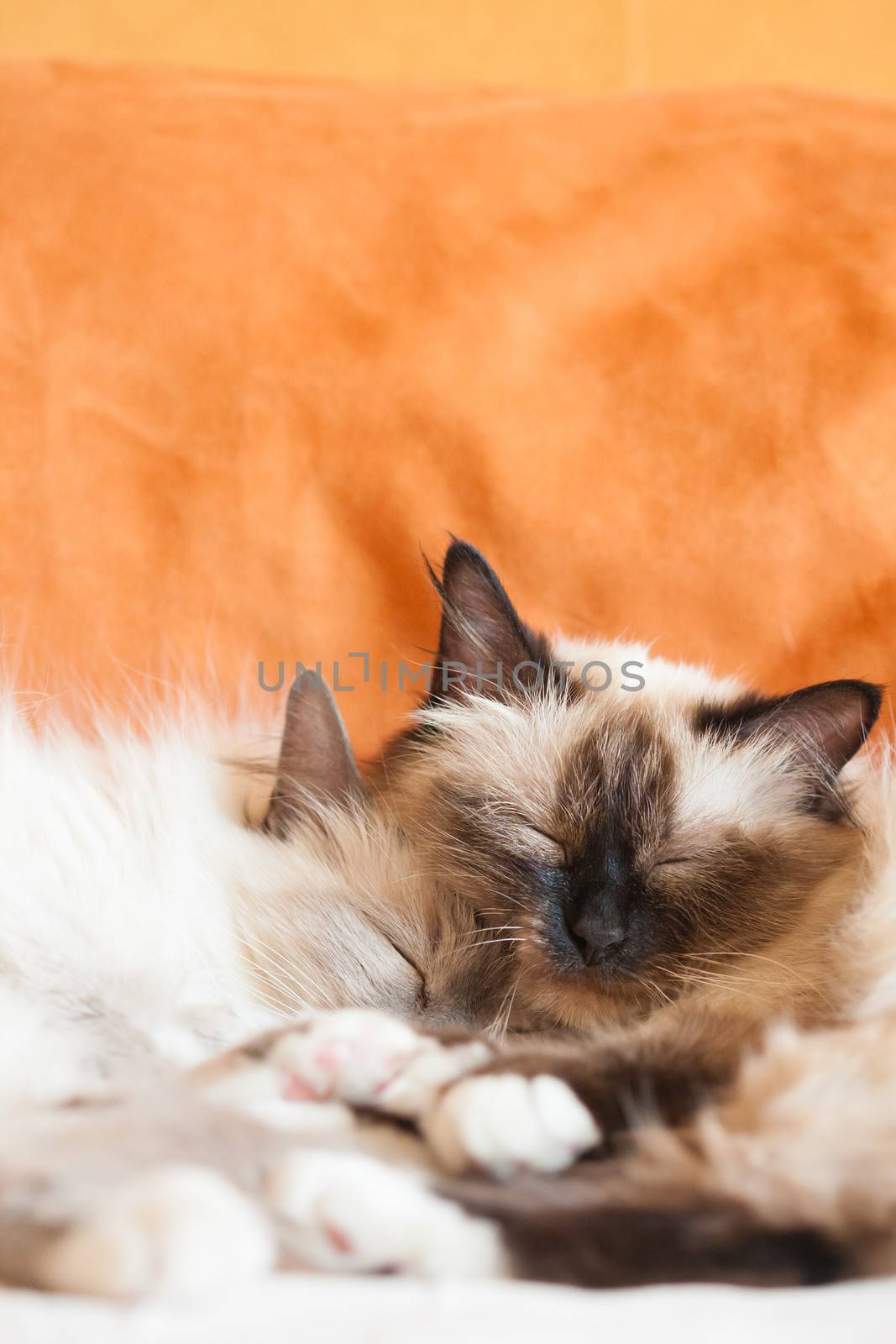 Two adult cats sleeping close