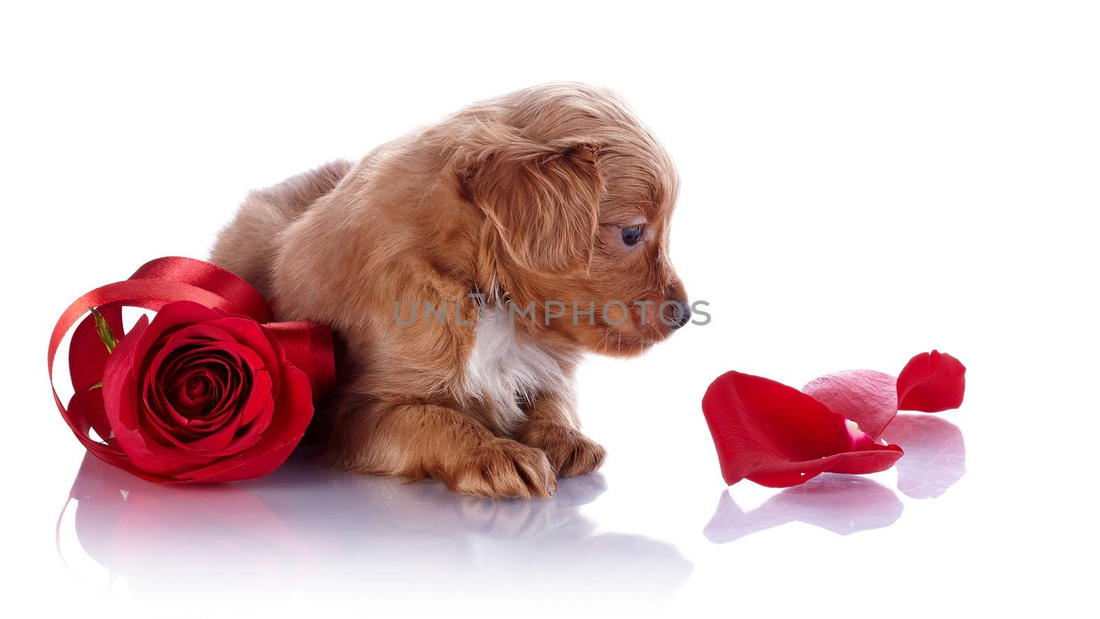 Puppy with a red rose and petals. Puppy of a decorative doggie. Decorative dog. Puppy of the Petersburg orchid on a white background