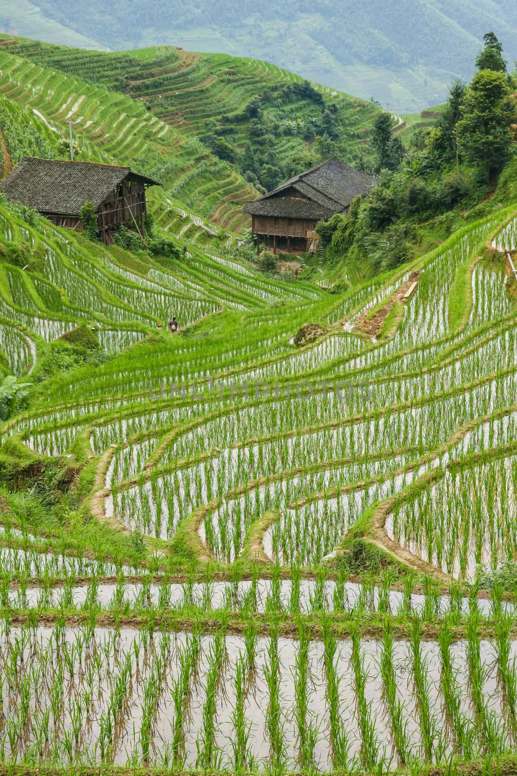 Rice fields in longshen china by juhku