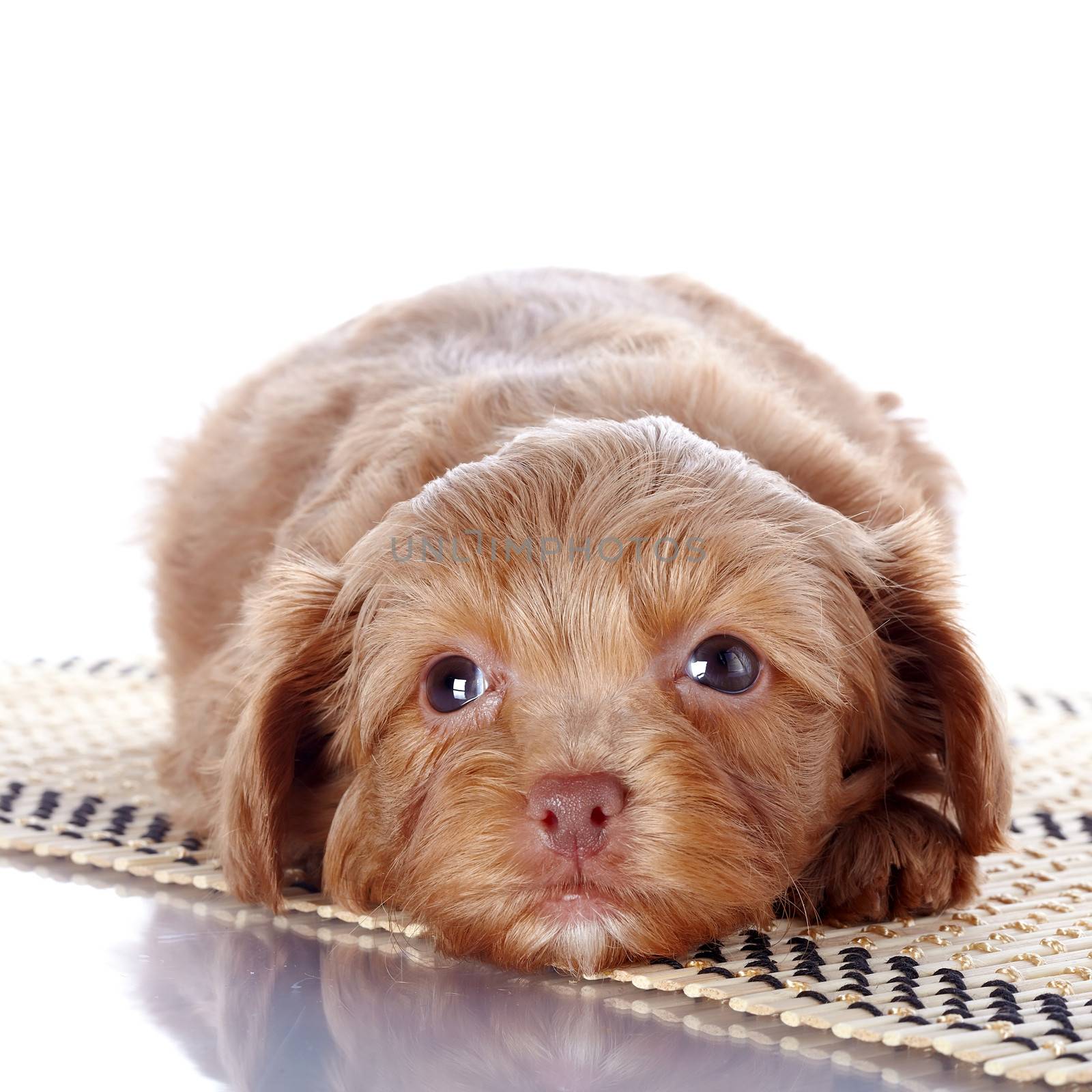 Puppy on a rug by Azaliya