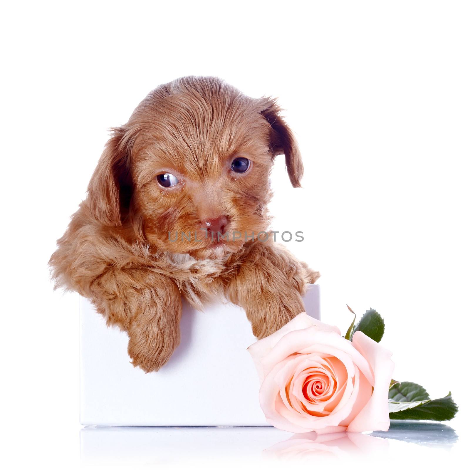 Puppy in a box and a rose. Puppy of a decorative doggie. Decorative dog. Puppy of the Petersburg orchid on a white background