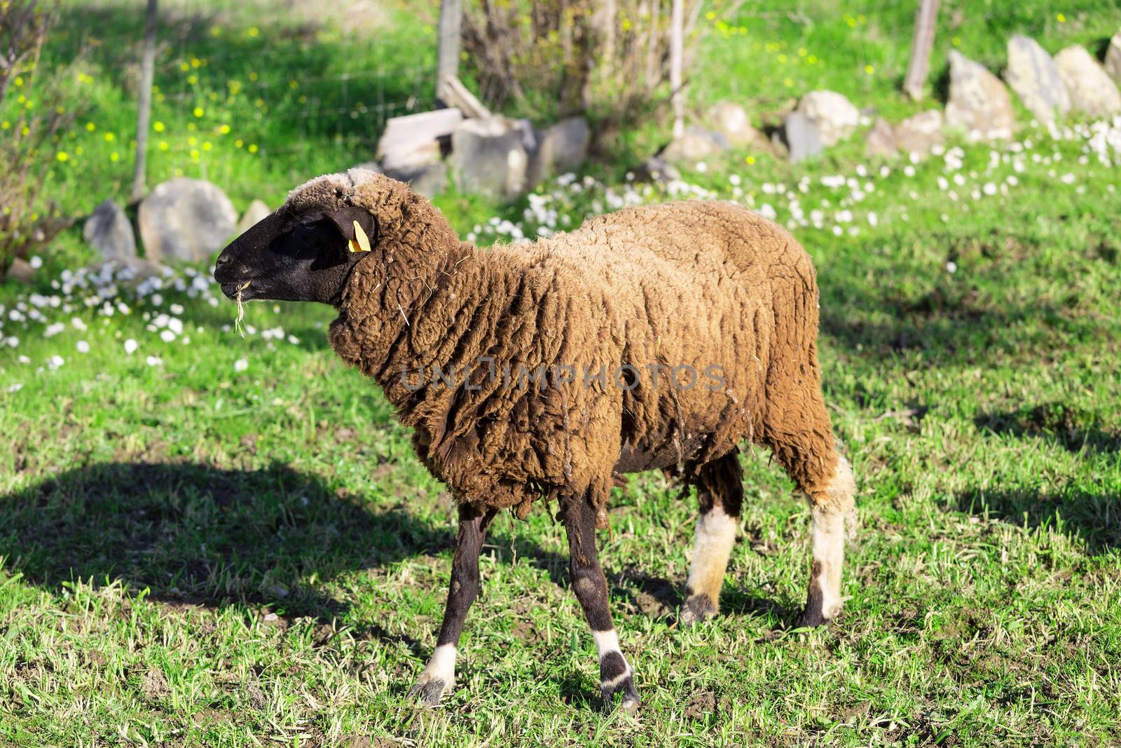 Brown Woolly Sheep by Discovod