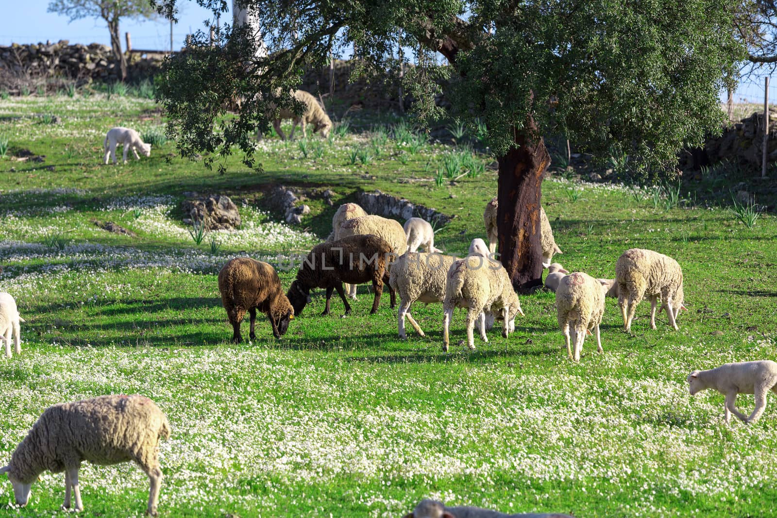 Group White Sheeps Grazing by Discovod