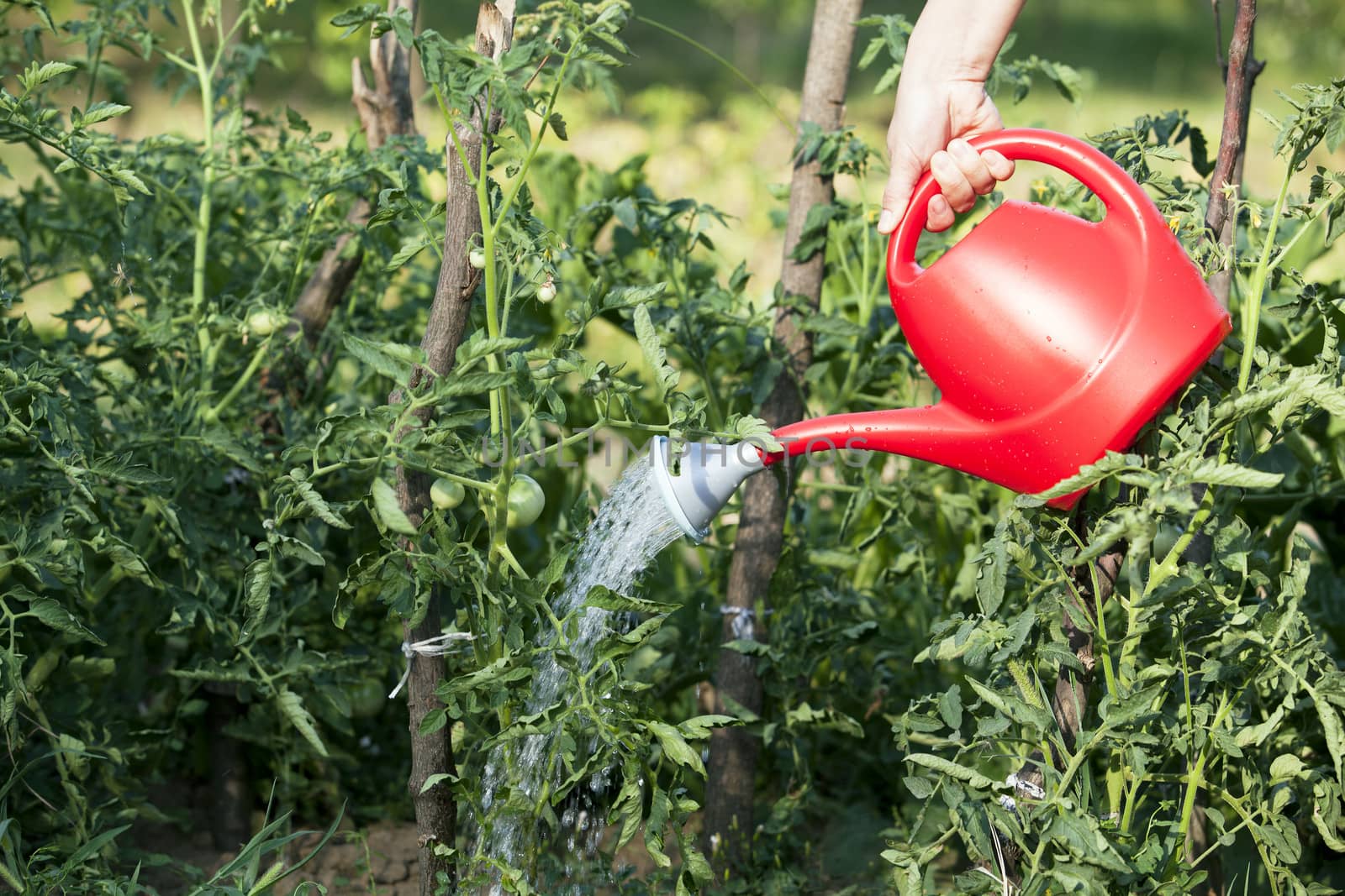 Watering of vegetable garden