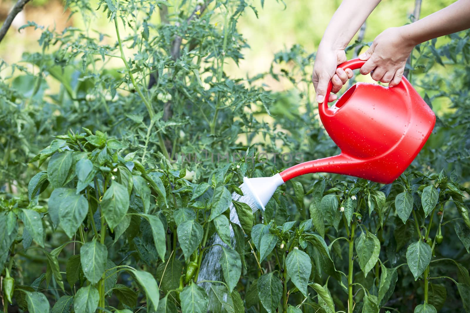 Watering garden by wellphoto