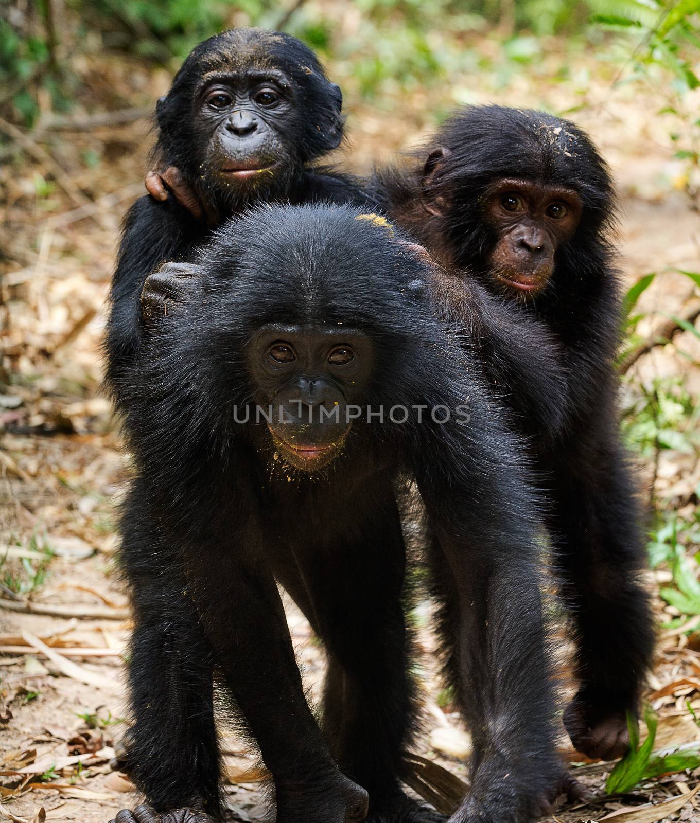 Three cubs of Chimpanzee bonobo  ( Pan paniscus). Democratic Republic of Congo. Africa 