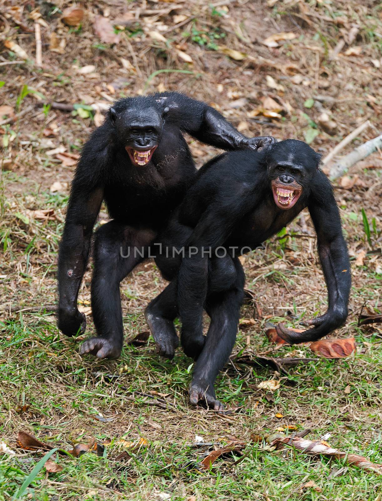 Males bonobo  mating by SURZ