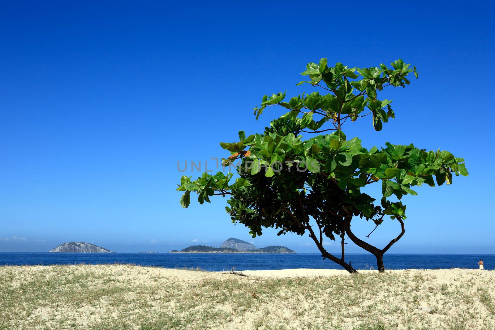 beautiful tree on ipanema beach in rio de janeiro brazil