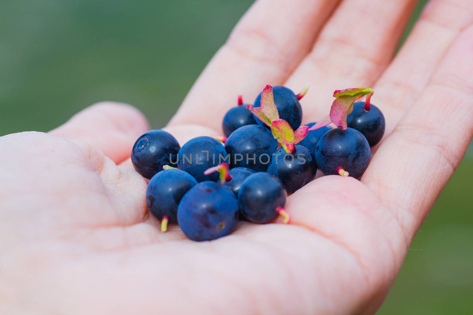A Ripe Blueberry in Human Hand at the Summer Iceland