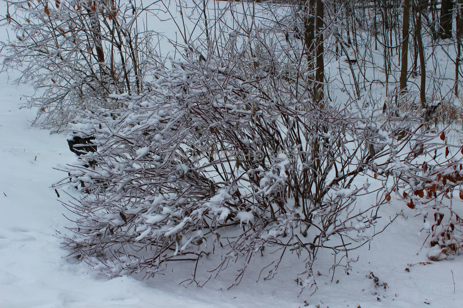 A bush is covered in a layer of ice and snow after an ice storm in Michigan.