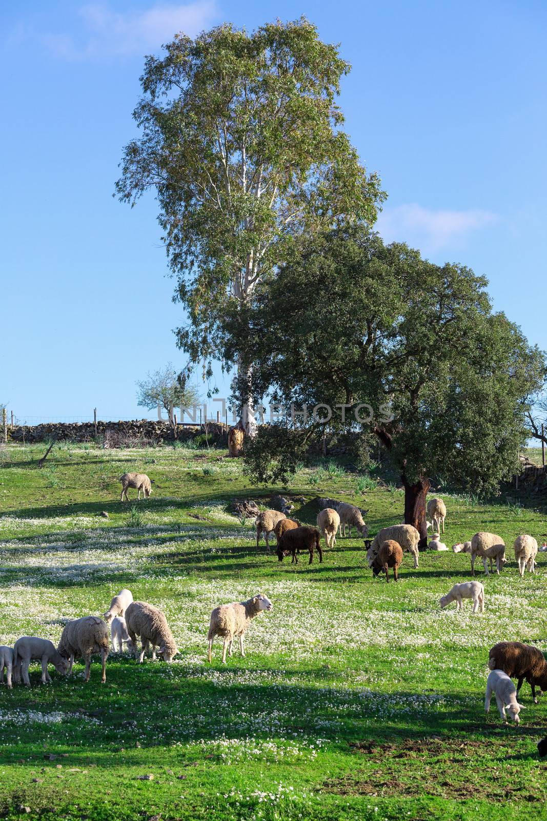 Group White Sheeps Grazing on Green Meadow