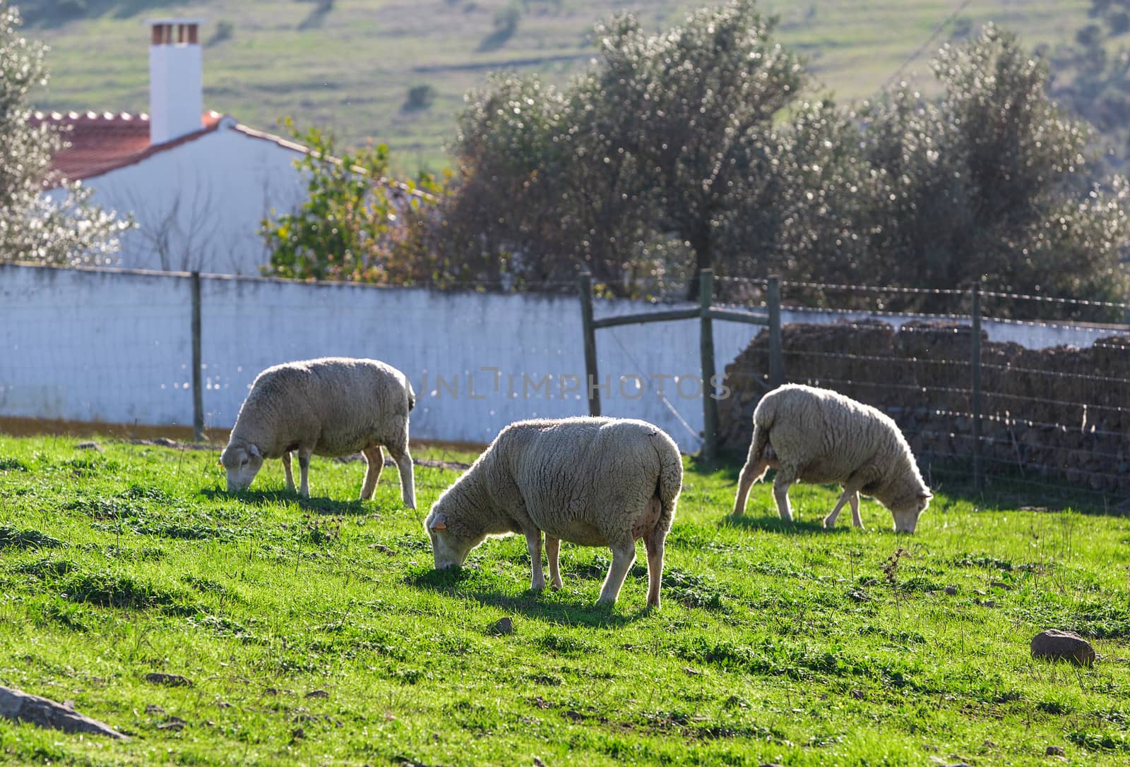 Group White Sheeps Grazing by Discovod