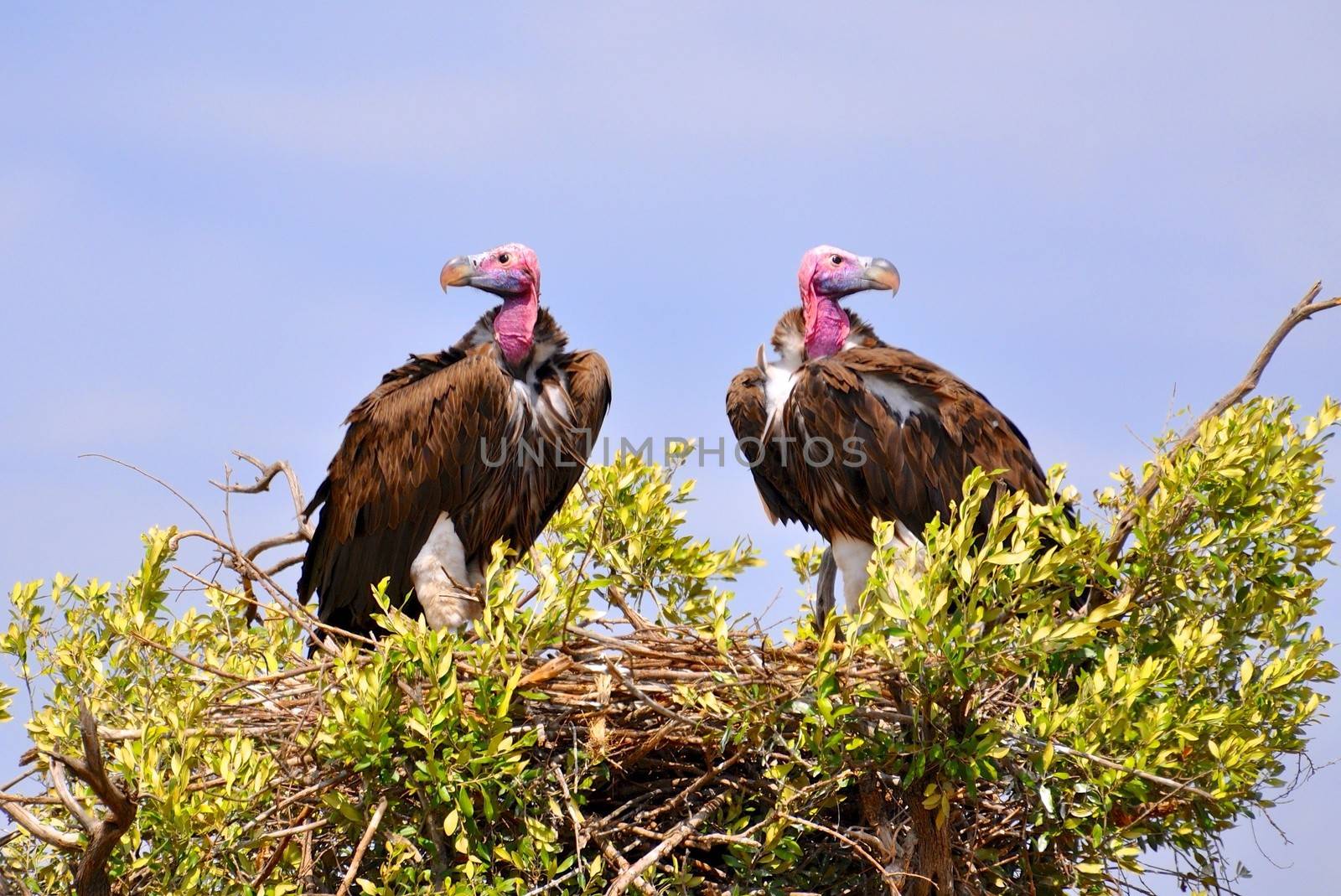 birds of Tanzania by moizhusein