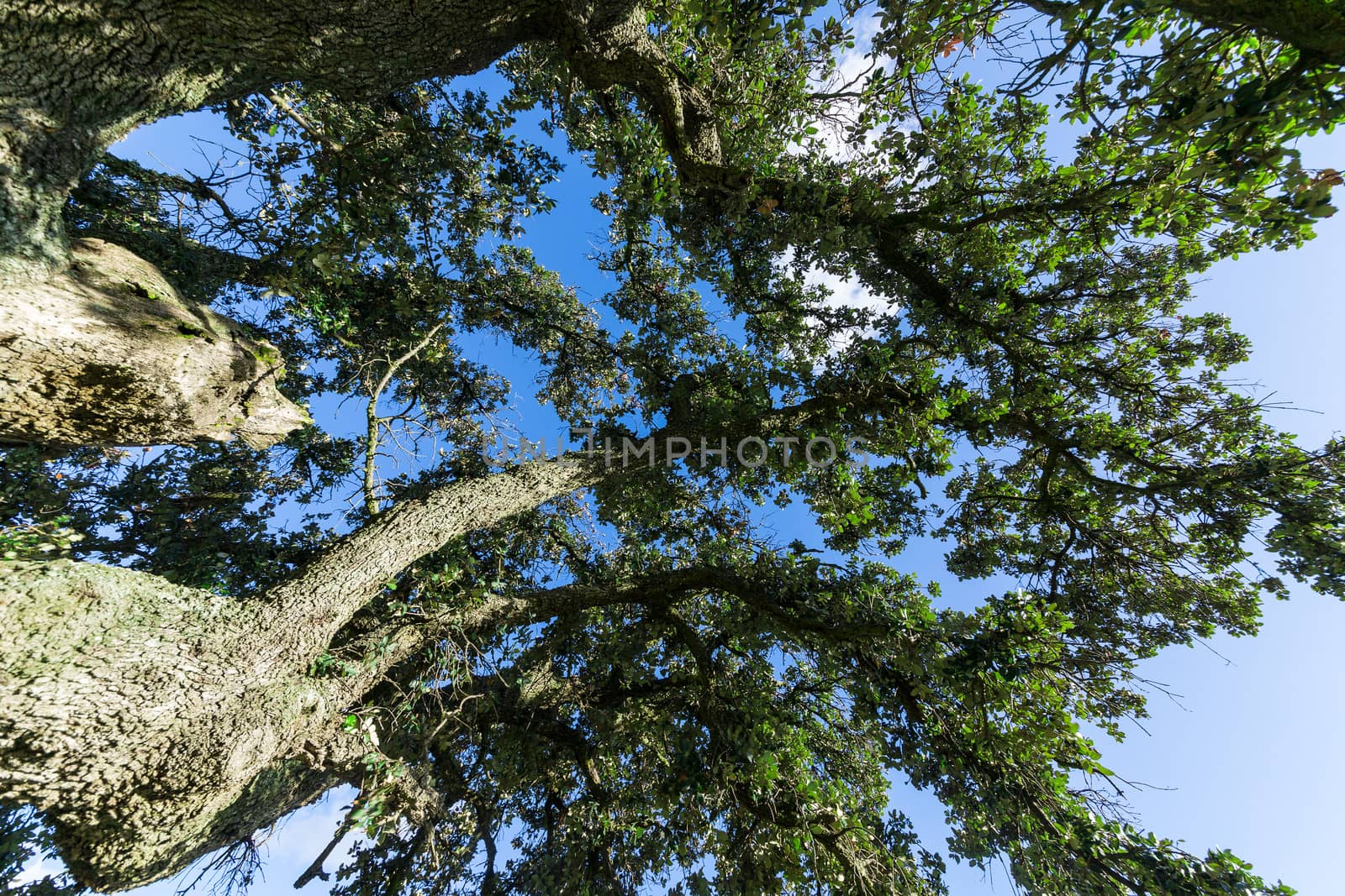 Oak Tree on Blue Sky background, shoot up