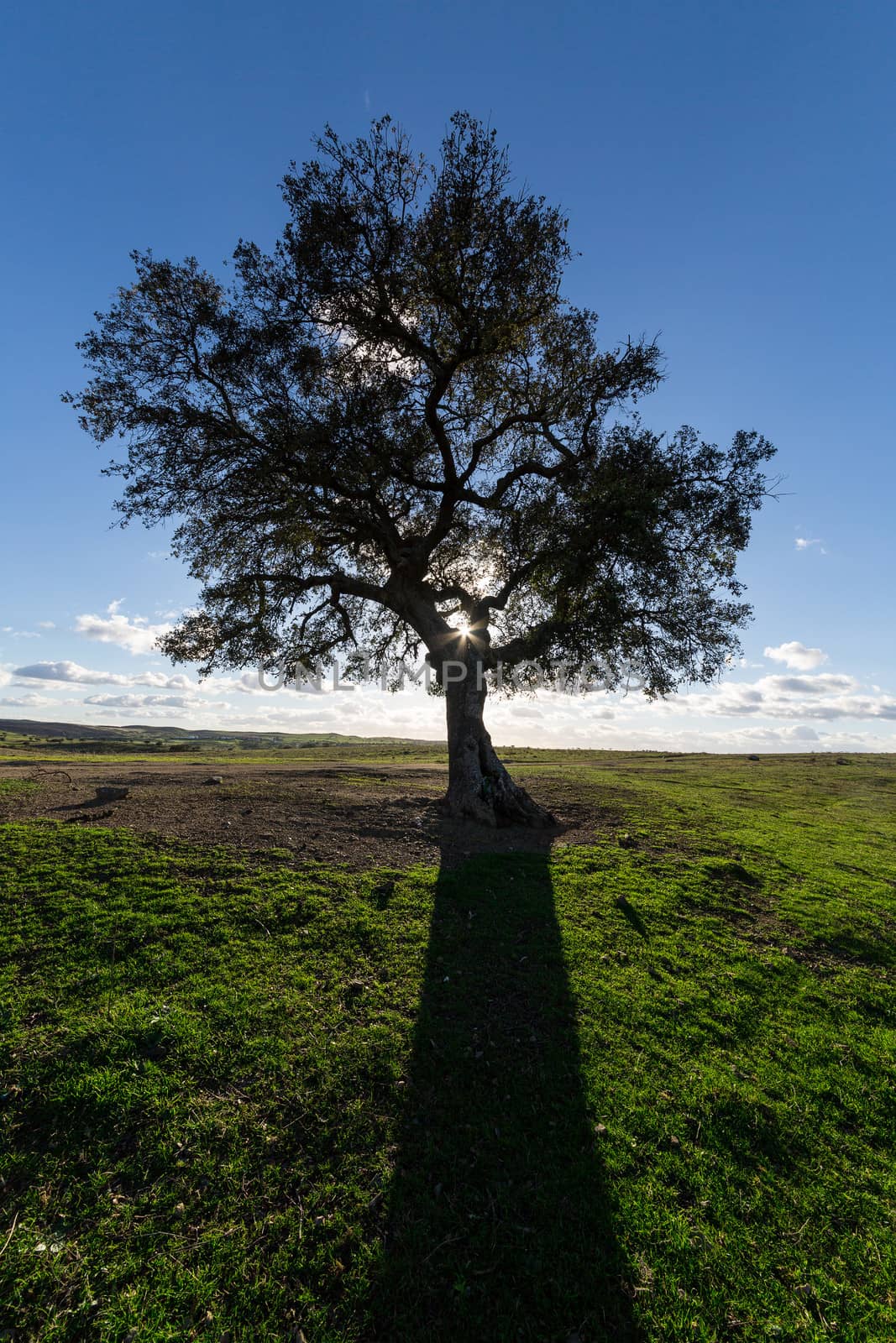 Beautiful Landscape with a Lonely Tree, sun backlit, on blue sky background