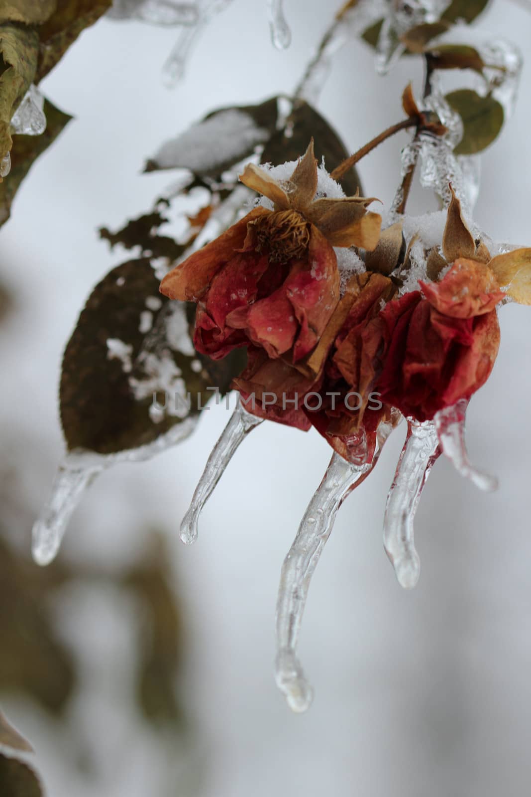 Layers of ice cover dried roses hanging from a rose bush after an ice storm in Michigan.