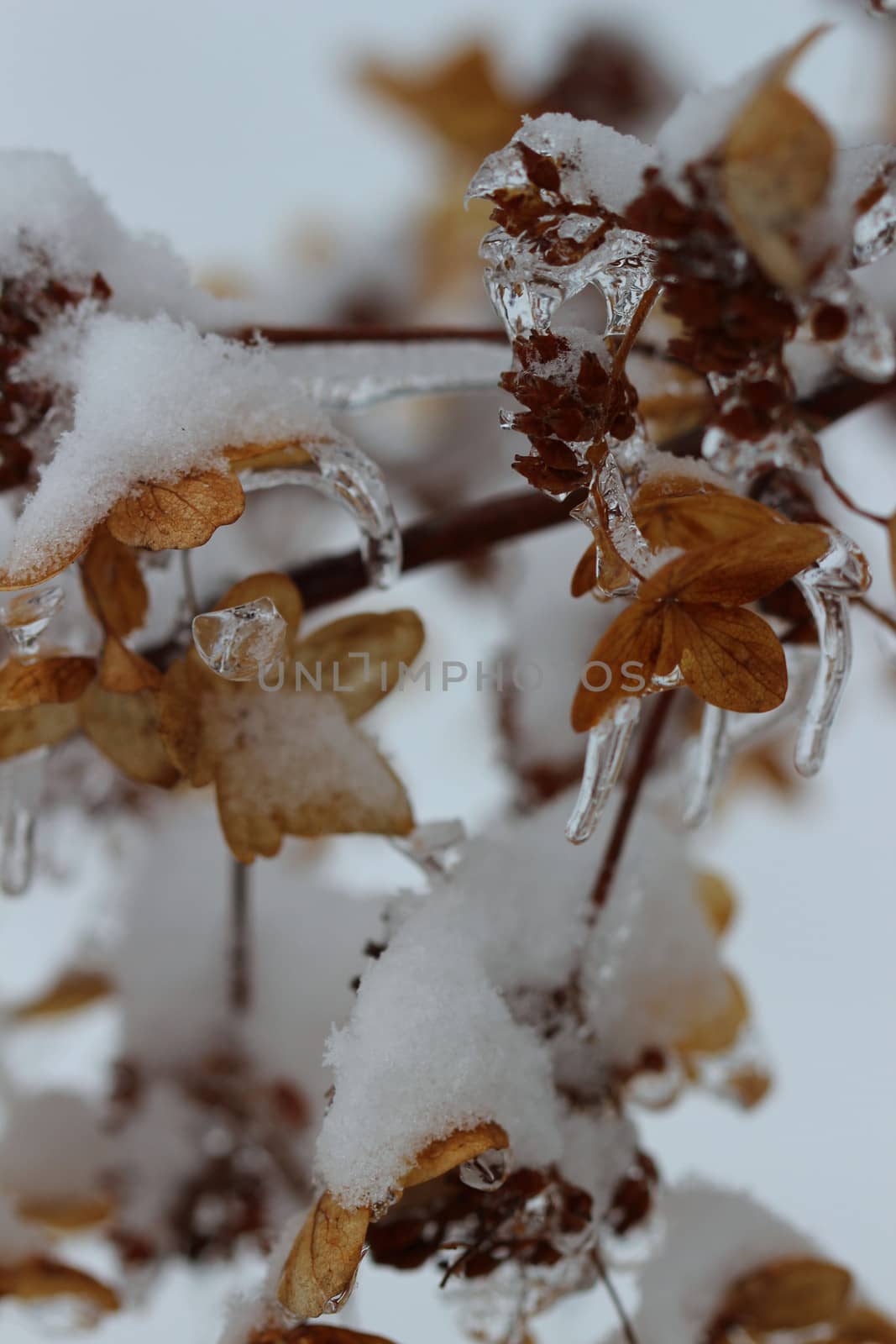 Seed pods on a bush are covered in a layer of thick ice after an ice storm in Michigan.