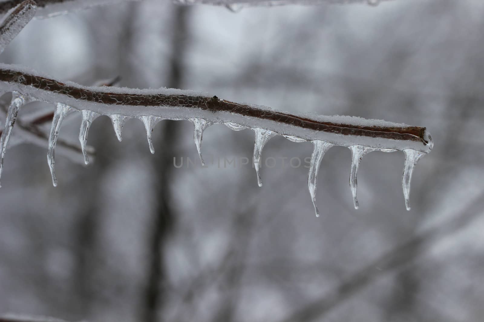 Dripping ice is frozen in place on a tree branch after an ice storm in Michigan.