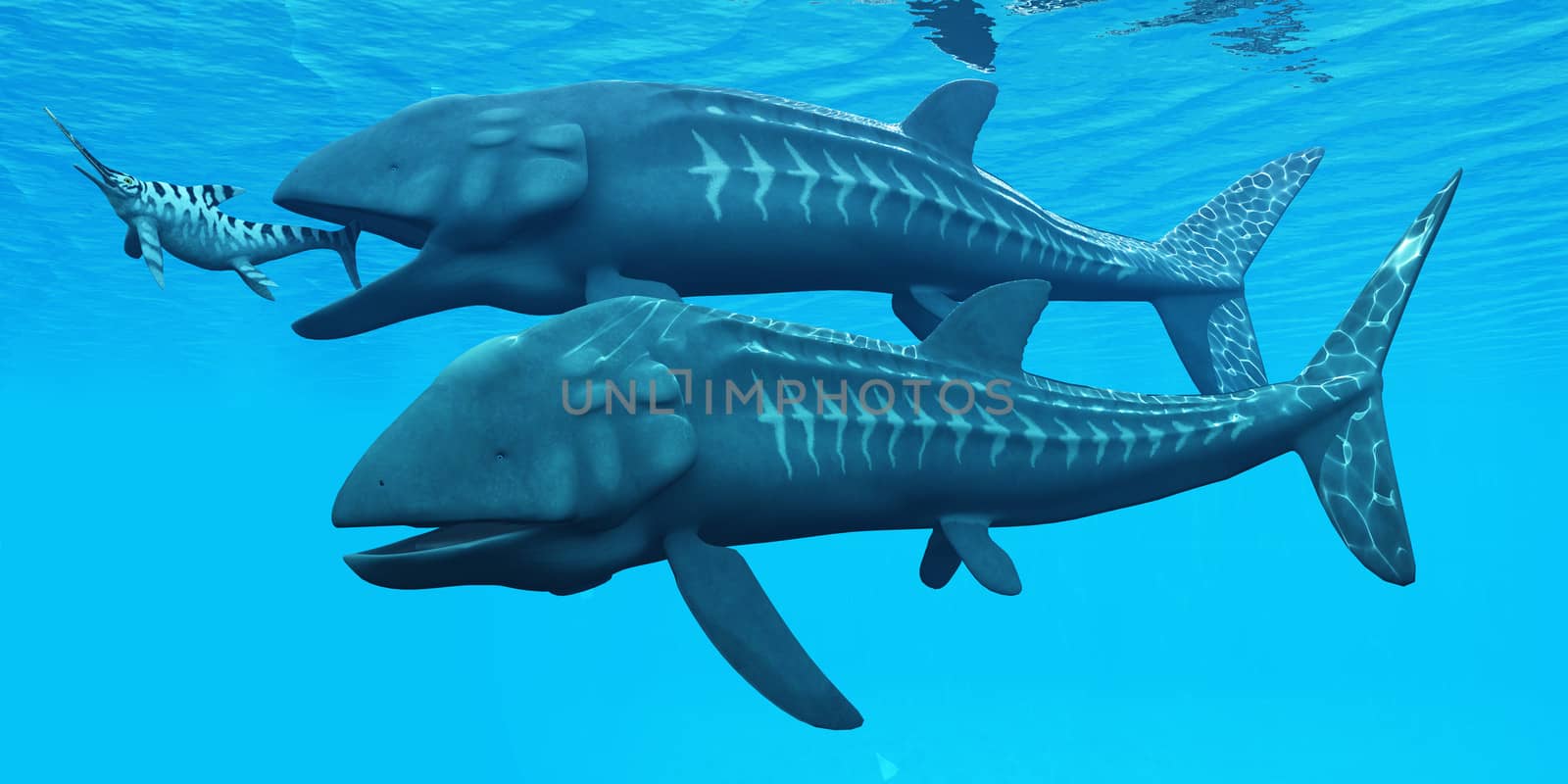 Leedsichthys was a giant extinct fish from the Jurassic Seas. Here one is about to swallow an Ichthyosaurus marine reptile.