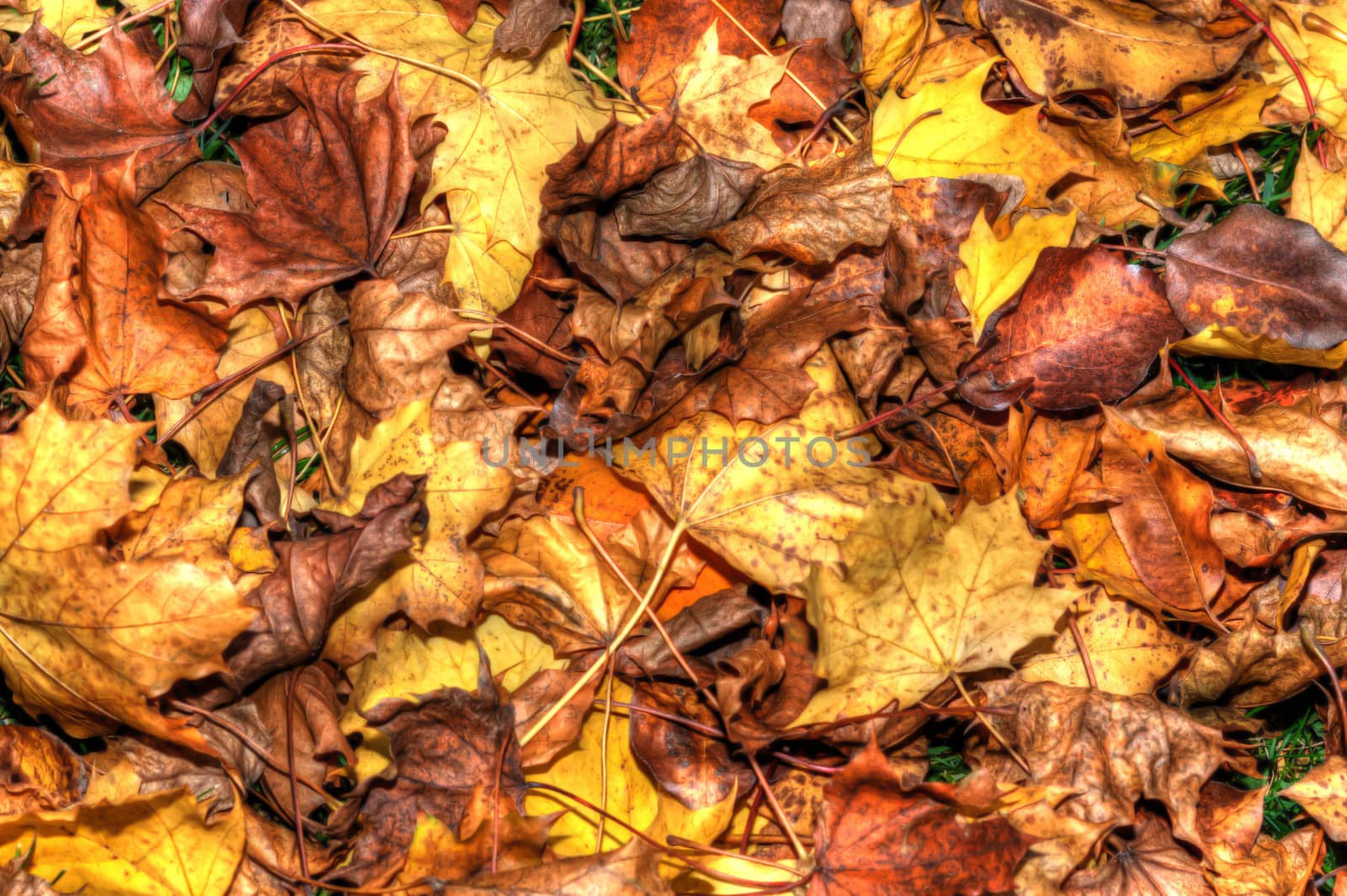 Background of a layer of beautiful Autumn Leaves in HDR High Dynamic Range in soft focus