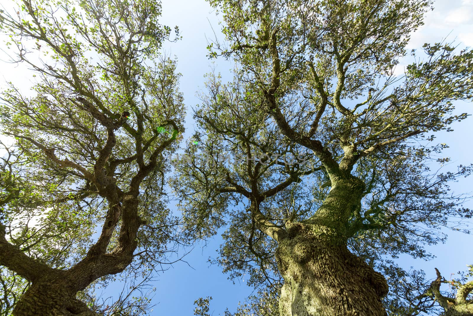 Oak Tree on Blue Sky background by Discovod