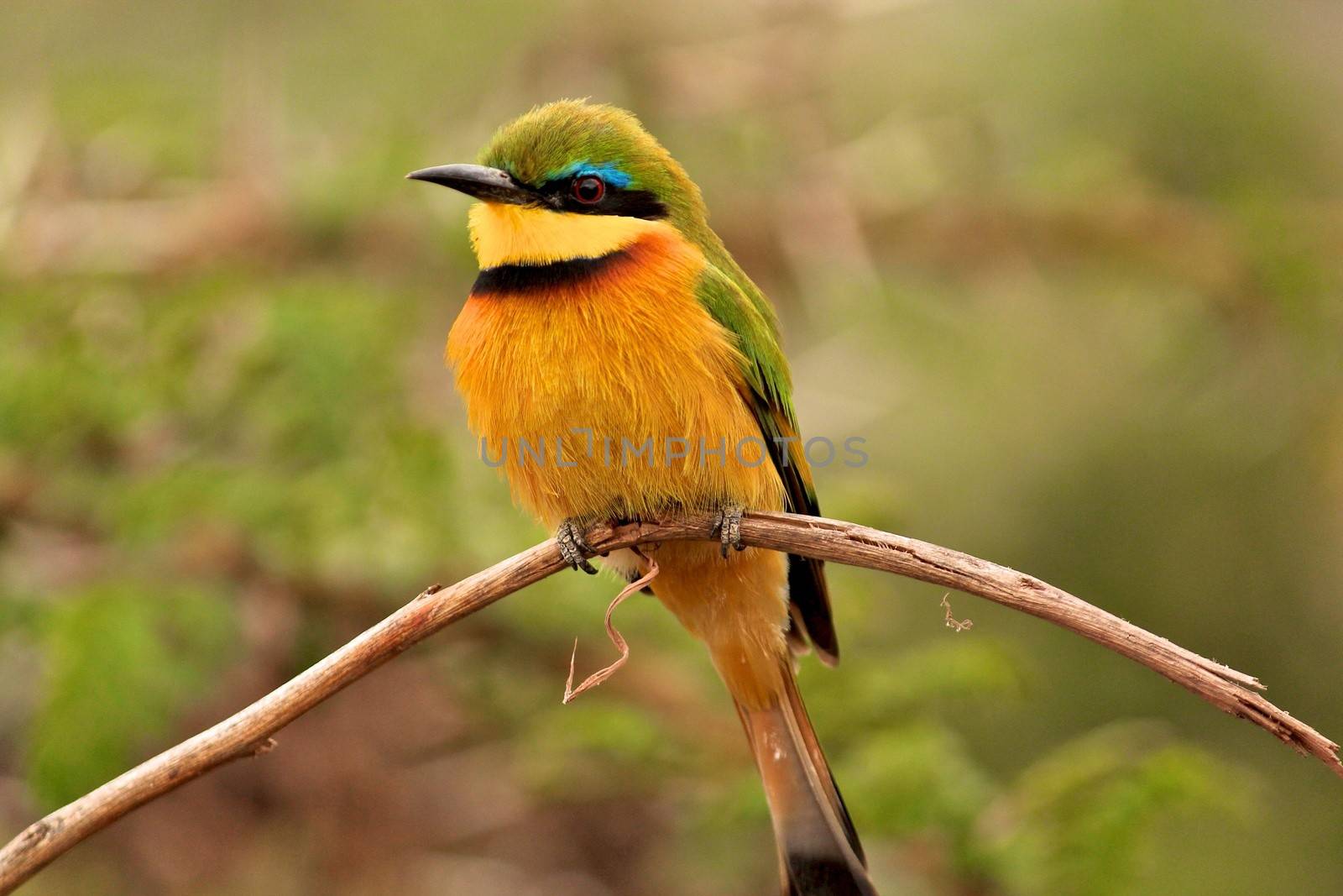 birds of Tanzania