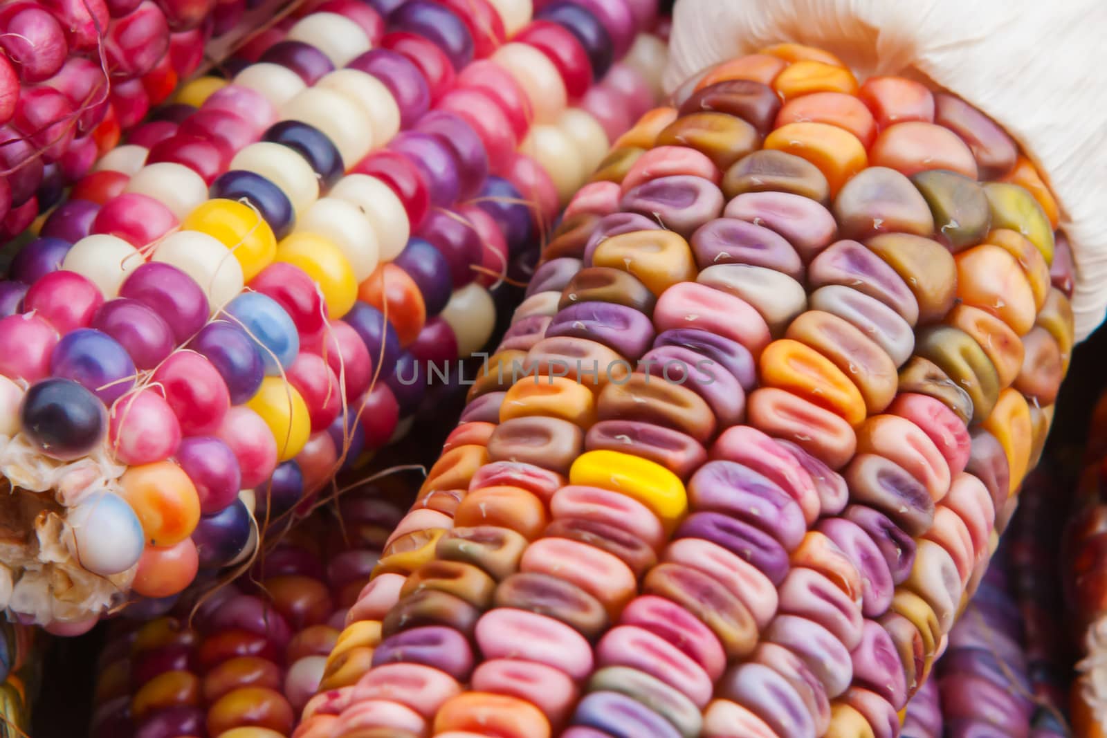 Close up shot of a freshly plucked Indian corn in soft focus