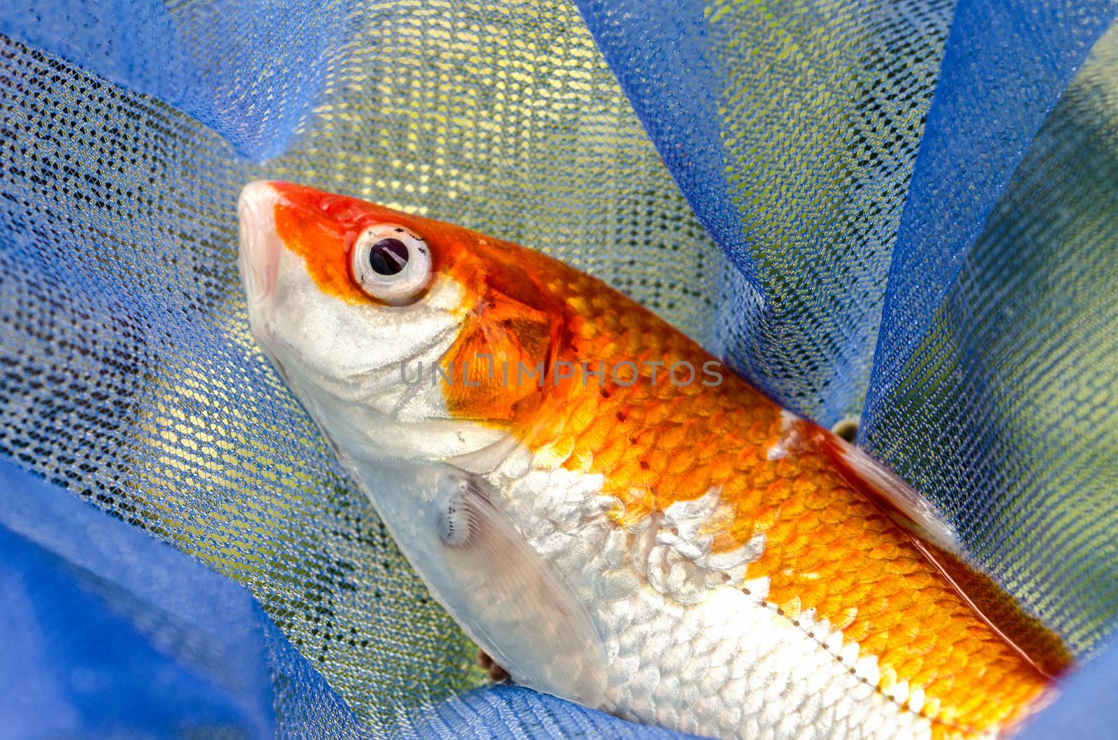 Koi carp caught in a fisherman's net