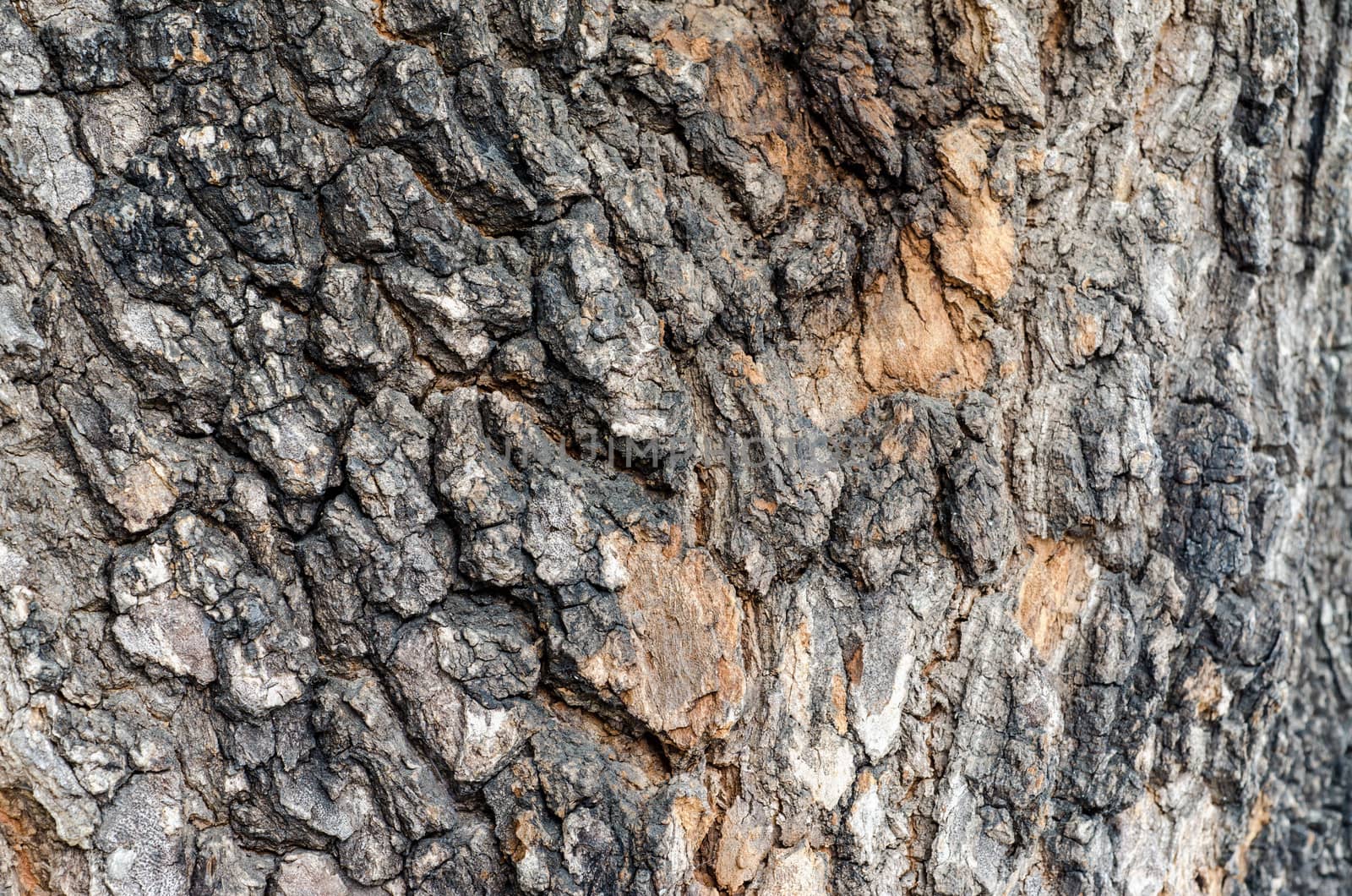 Old Wood Tree Texture Background Pattern by 9george