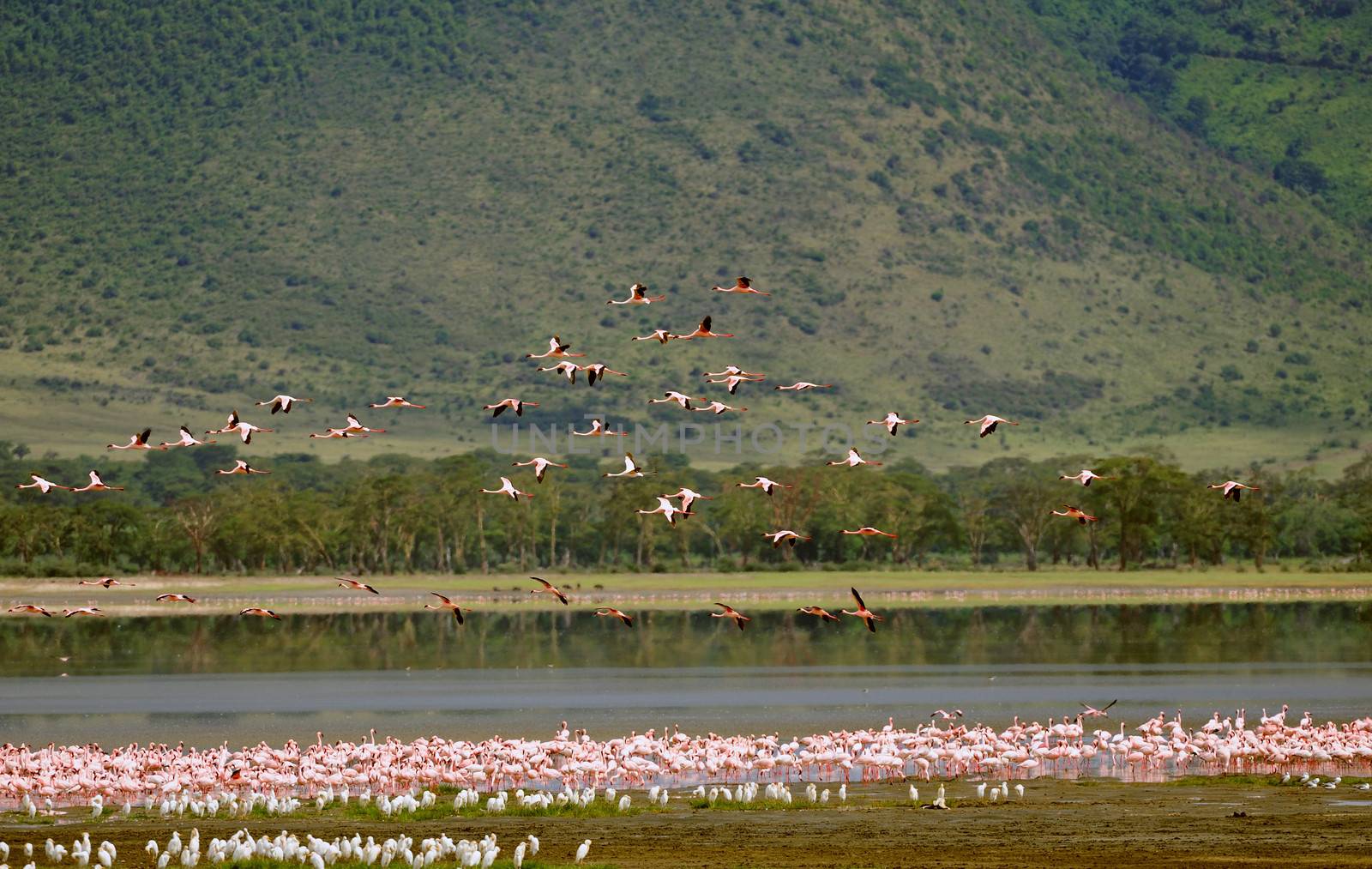 birds of Tanzania