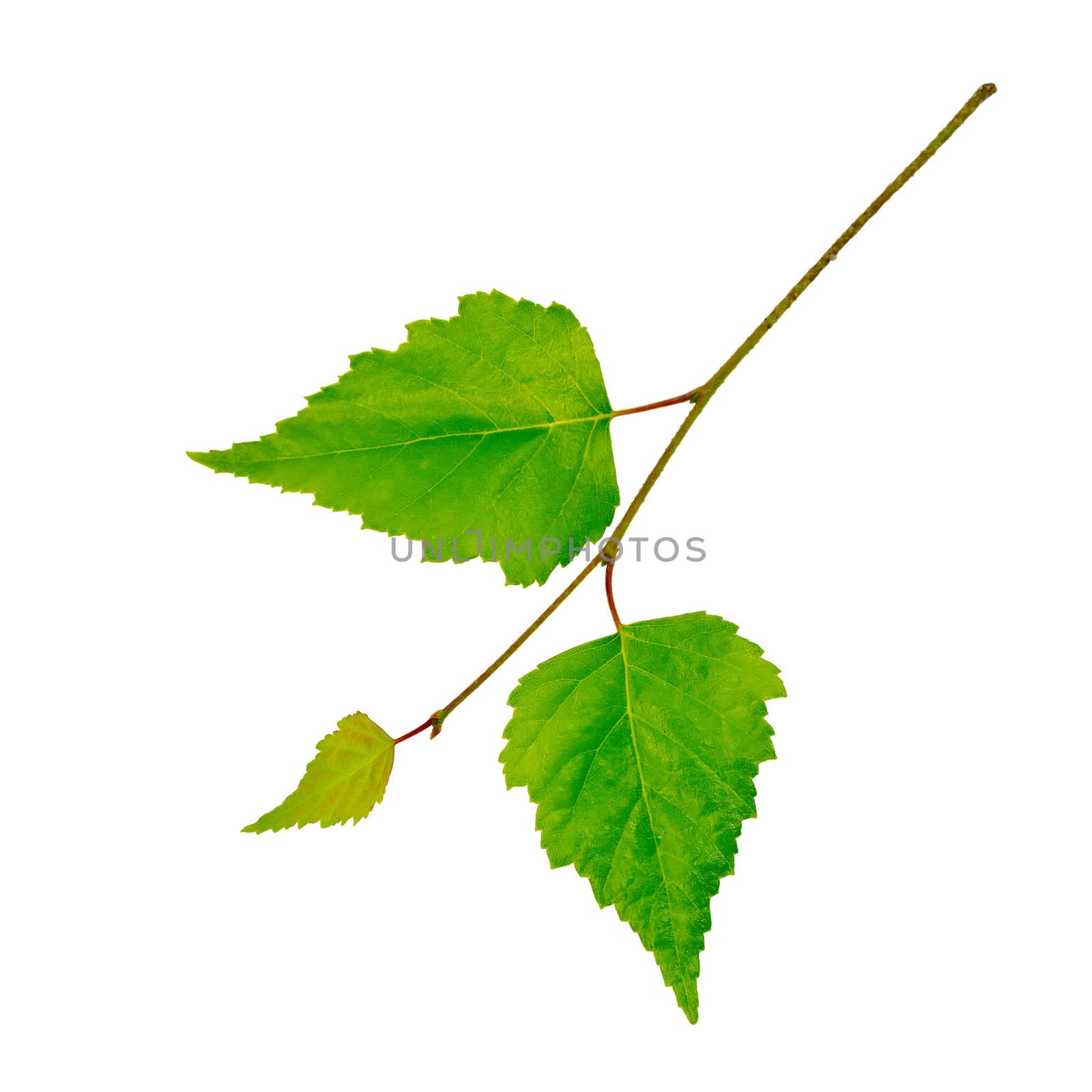 Birch twig with green leaves isolated on white background