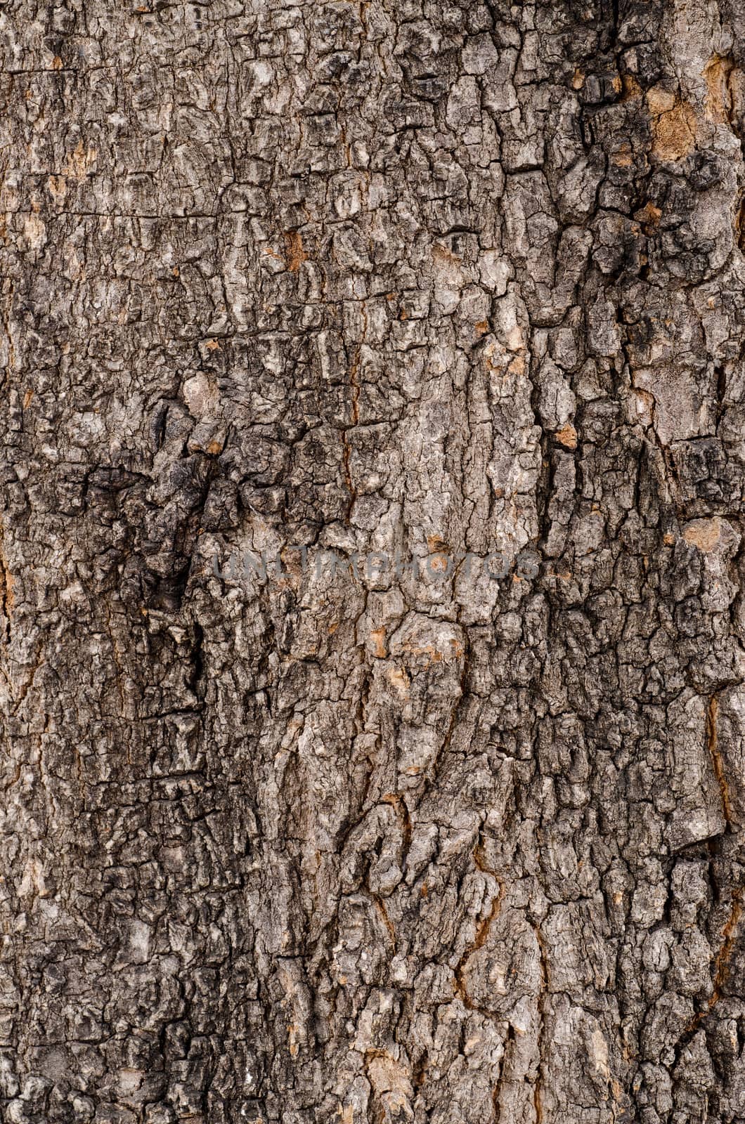 Old Wood Tree Texture Background Pattern by 9george