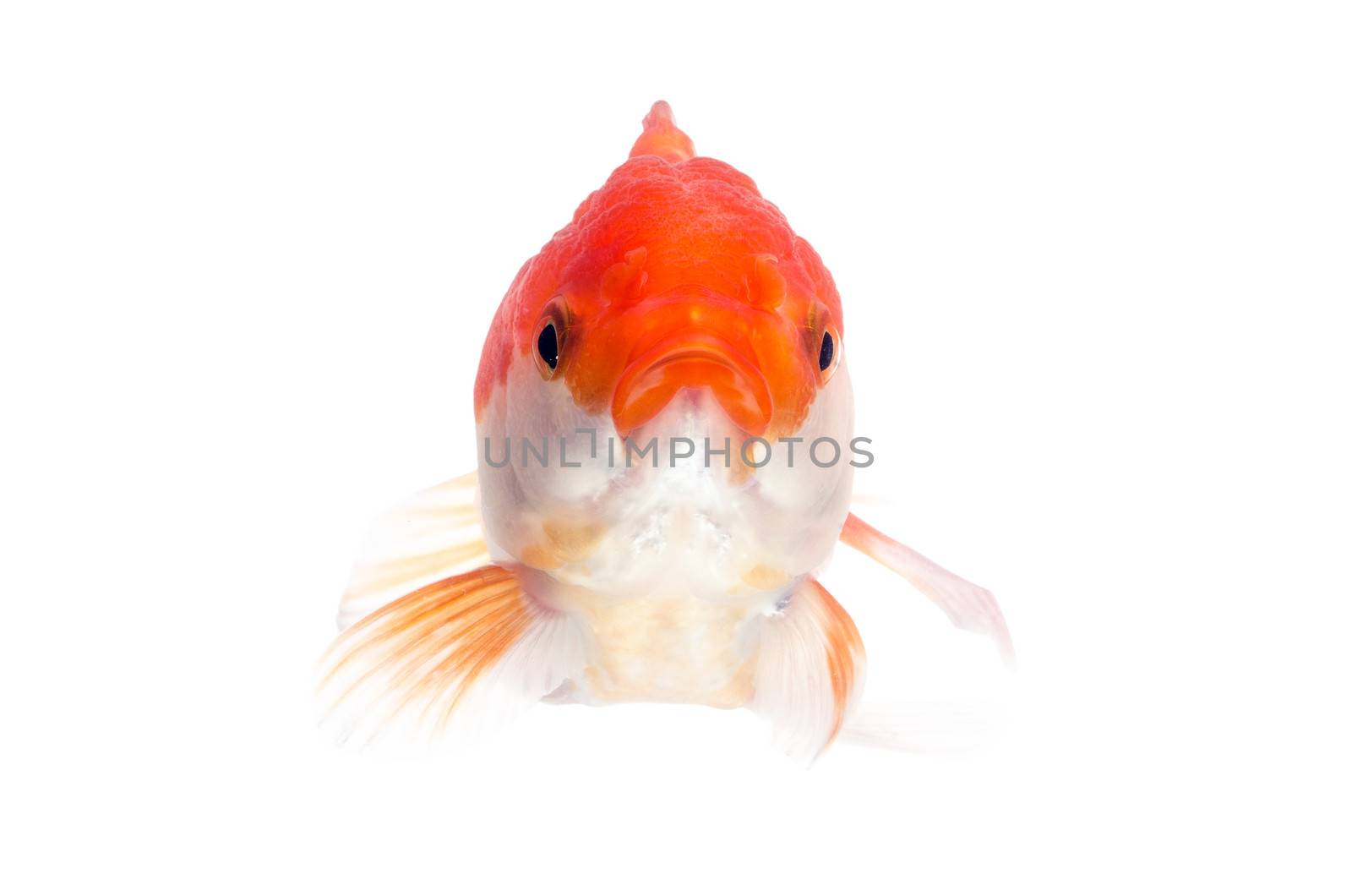 Gold fish on a white background : Clipping path included.