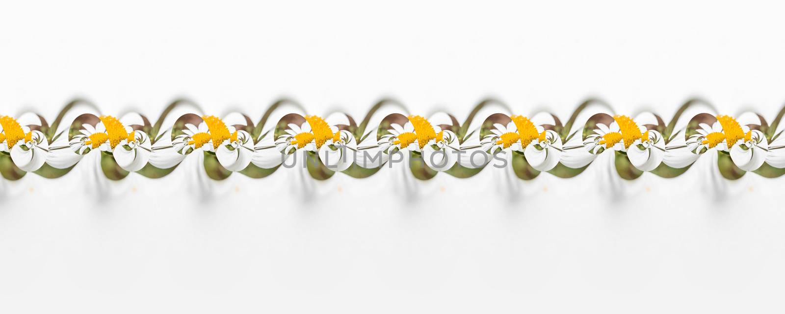 Repeating pattern of a beautiful daisy flower forming a ribbon