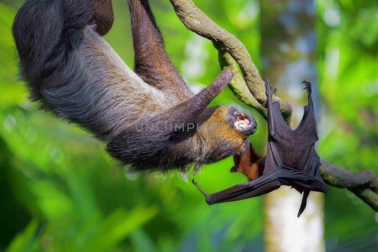 Two-toed Sloth and flying fox by kjorgen