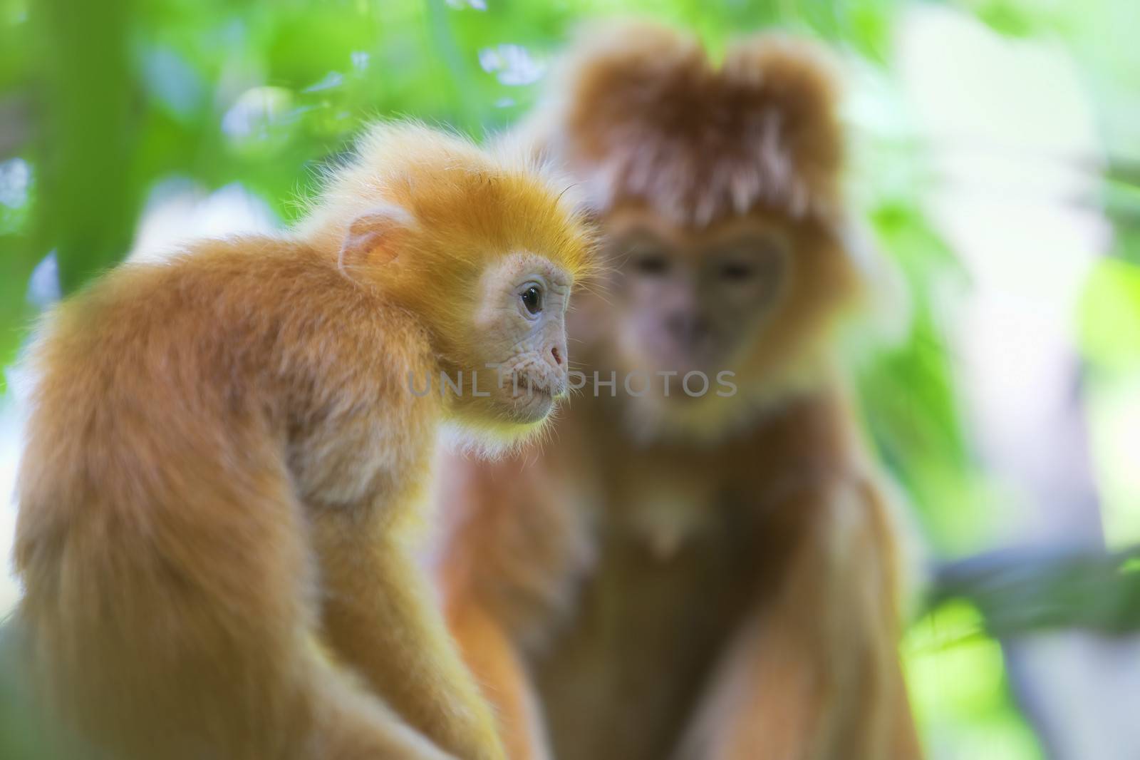 Maroone Leaf Monkeys by kjorgen