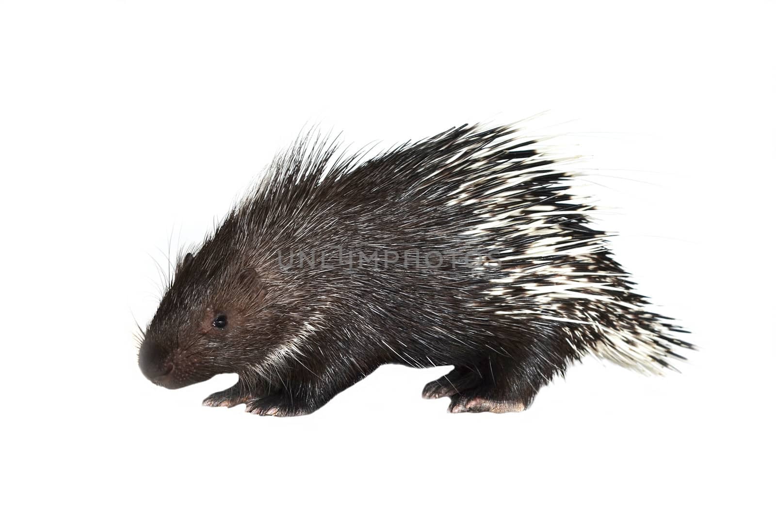 porcupine isolated on white background