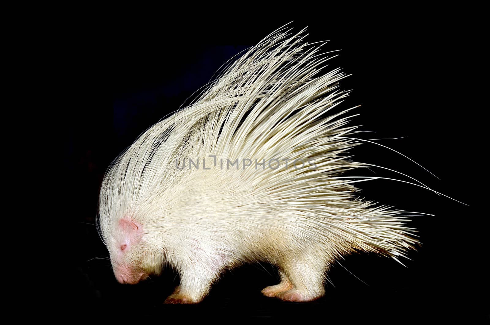 albino porcupine isolated on black background