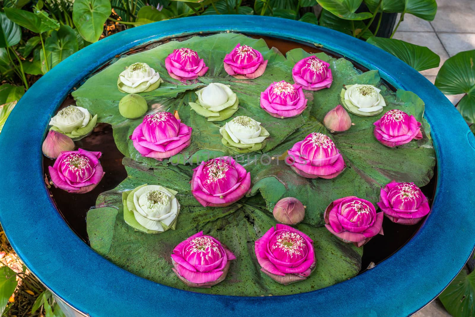 floating lotus flowers garden bangkok by PIXSTILL