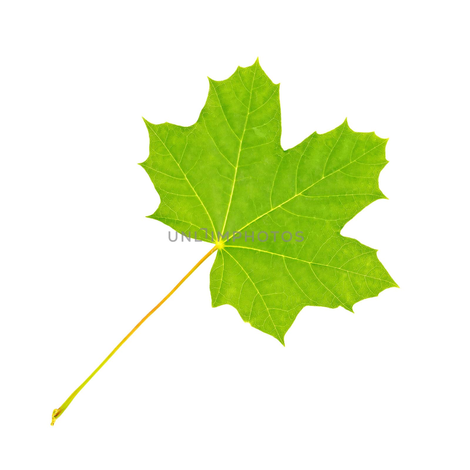 Fresh green maple leaf isolated on white background