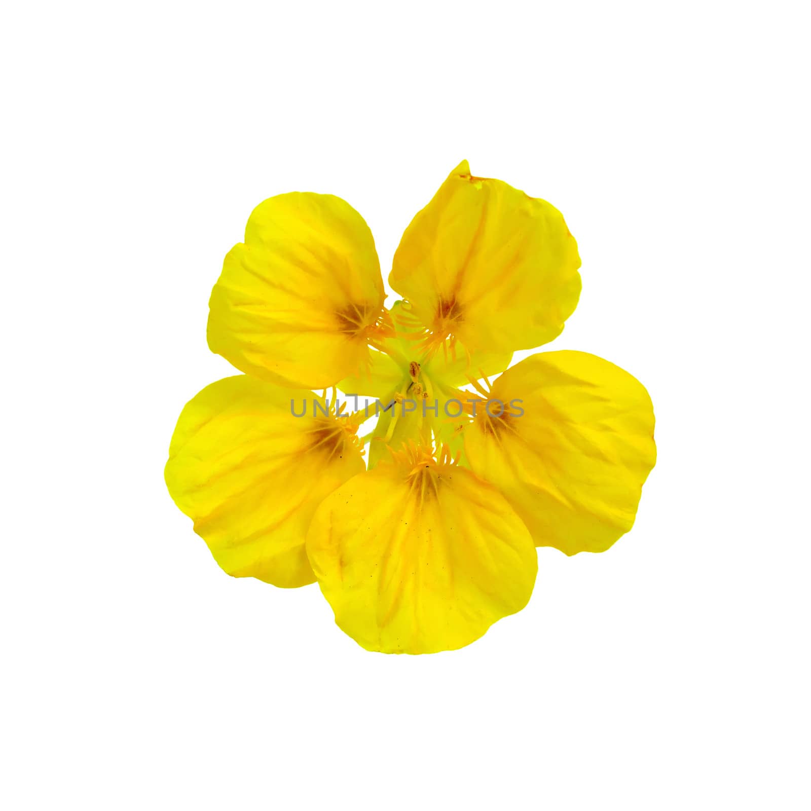 One yellow flower nasturtium isolated on white background