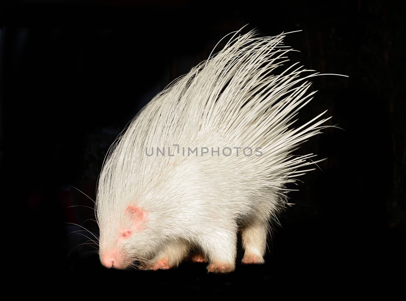 albino porcupine isolated on black background